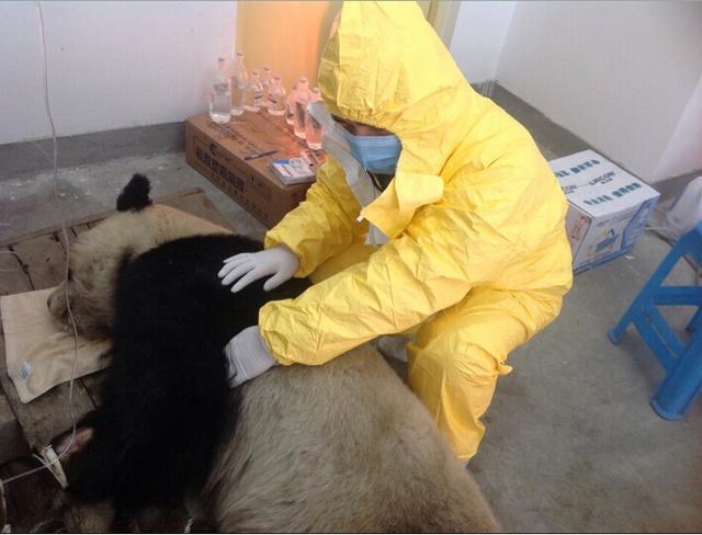 臺北市政府:大陸贈臺熊貓團團得犬瘟熱死亡