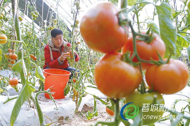 陽(yáng)城縣鳳城鎮(zhèn)美泉村大力發(fā)展反季蔬菜種植