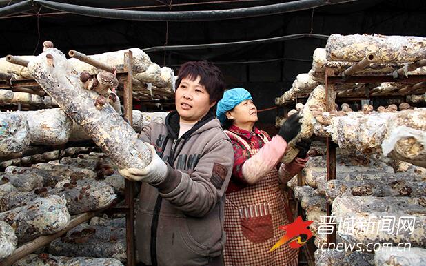 陽城縣臥莊蘑菇養(yǎng)殖基地